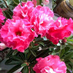 Адениум CAMELIA