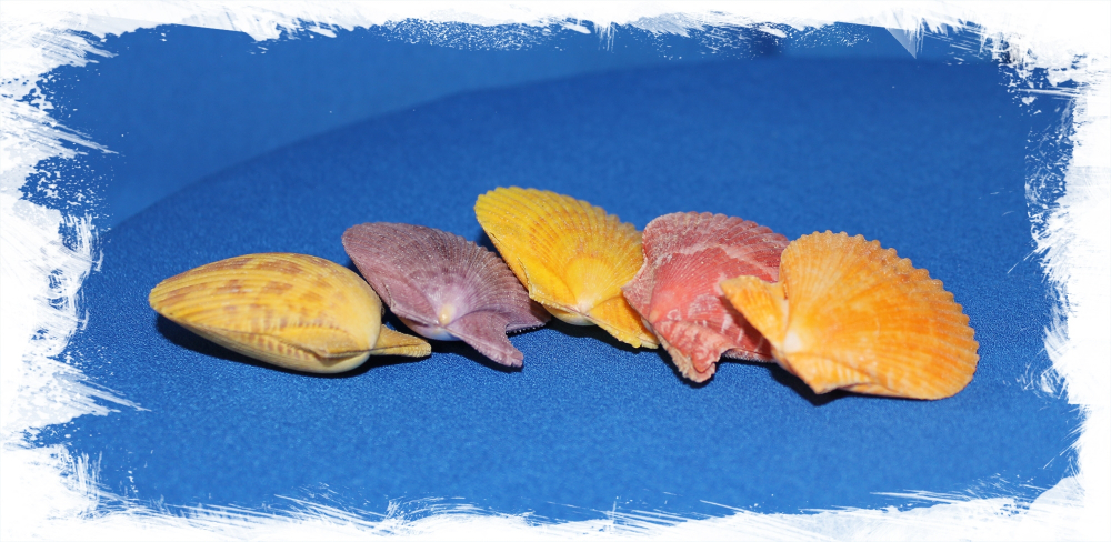 Цветной морской гребешок двойной 3,5 см