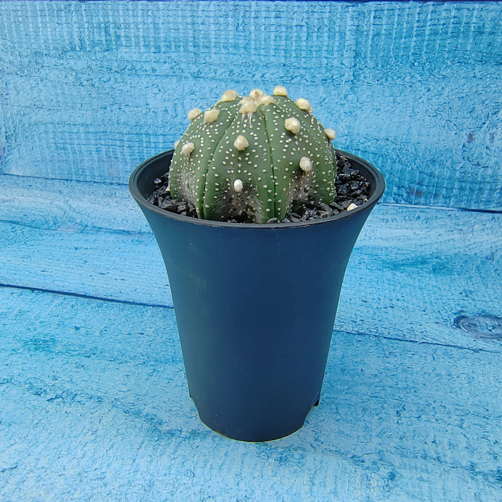 Astrophytum Asterias (Астрофитум)