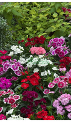 Гвоздика китайская X БОРОДАТАЯ TELSTAR MIX