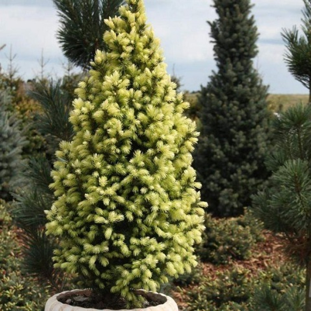 Ель канадская Сан он ве Скай