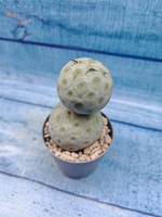 Tephrocactus Geometricus (Тефрокактус)