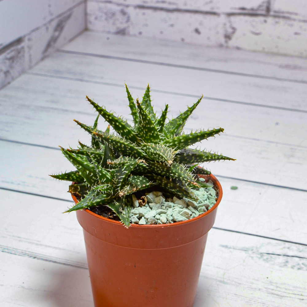 Aloe Pepe (Алоэ)