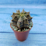 Gymnocalycium Friedrichii (Гимнокалициум)