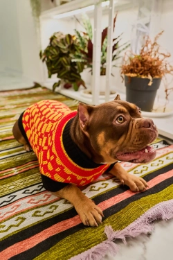 Для собачки