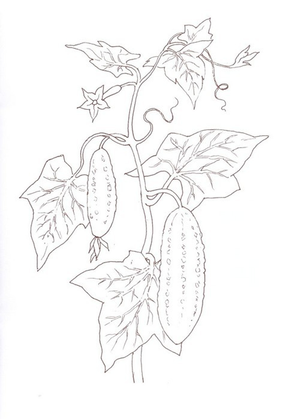 Альбом для раскрашивания полноцветный. Раскраски