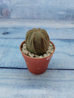 Euphoria Obesa (Эуфорбия)
