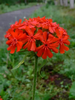 Лихнис халцедонский