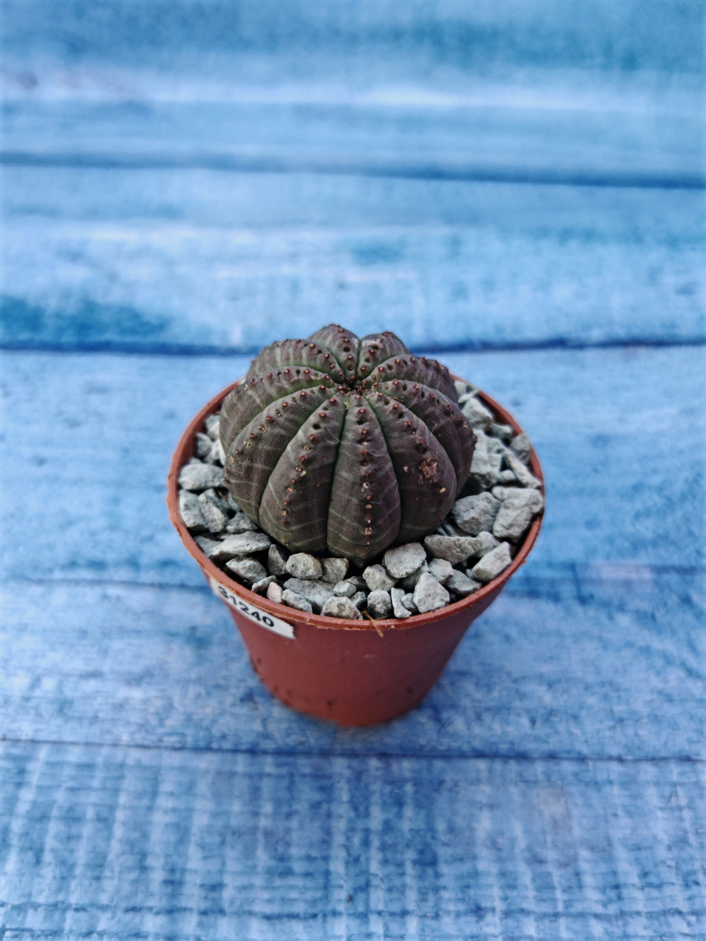 Суккулент Euphorbia Obesa (Эуфорбия)