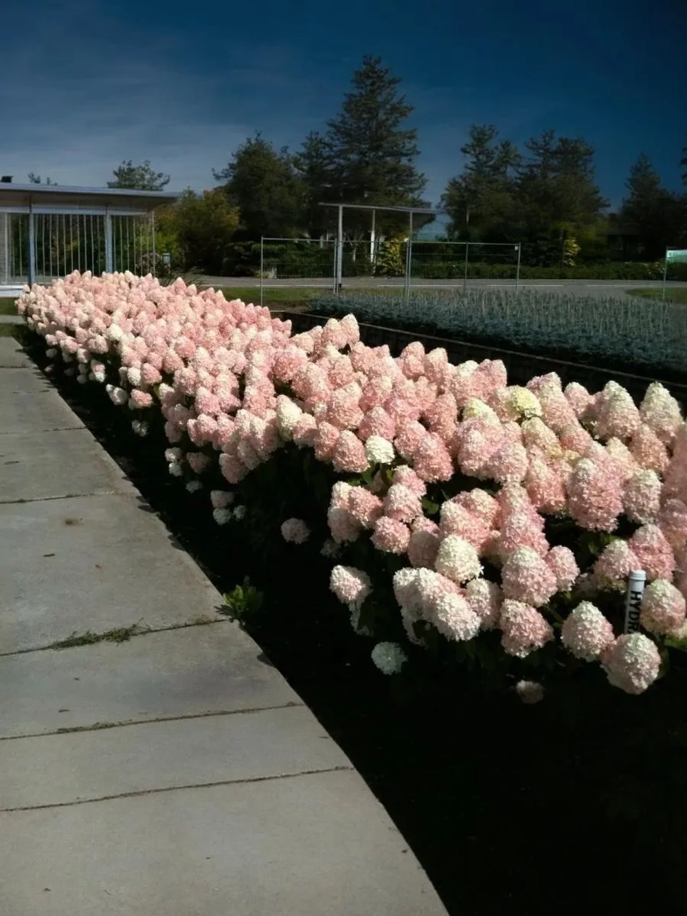 Гортензия метельчатая Мэджикал Свит Саммер