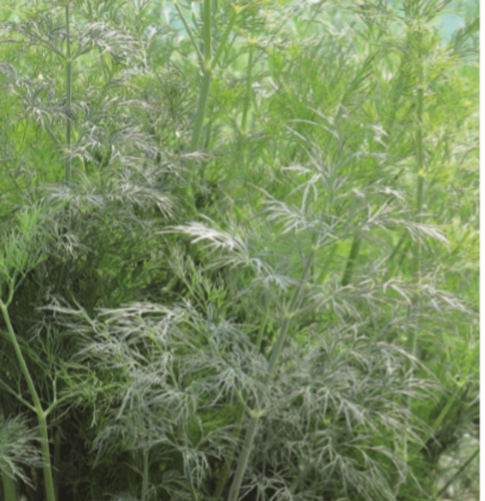 Марафон семена укропа (Гавриш)