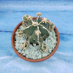 Astrophytum Myriostigma "Hakujo Fukuryu"  (Астрофитум)