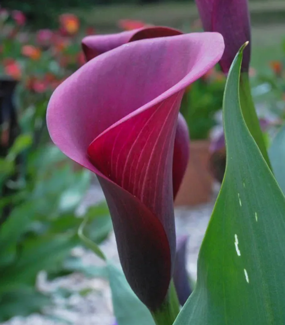 Калла Сайгон 1 клубень, март 2026