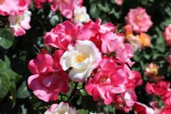 Окки ди Фата (Occhi Di Fata)