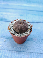 Суккулент Euphorbia Obesa (Эуфорбия)
