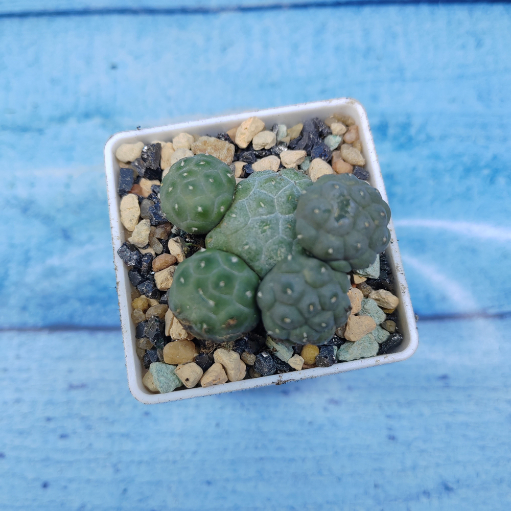 Puna Bonnieae (Пуна)