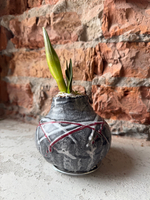 Амариллис луковица - цвет серый в полоску