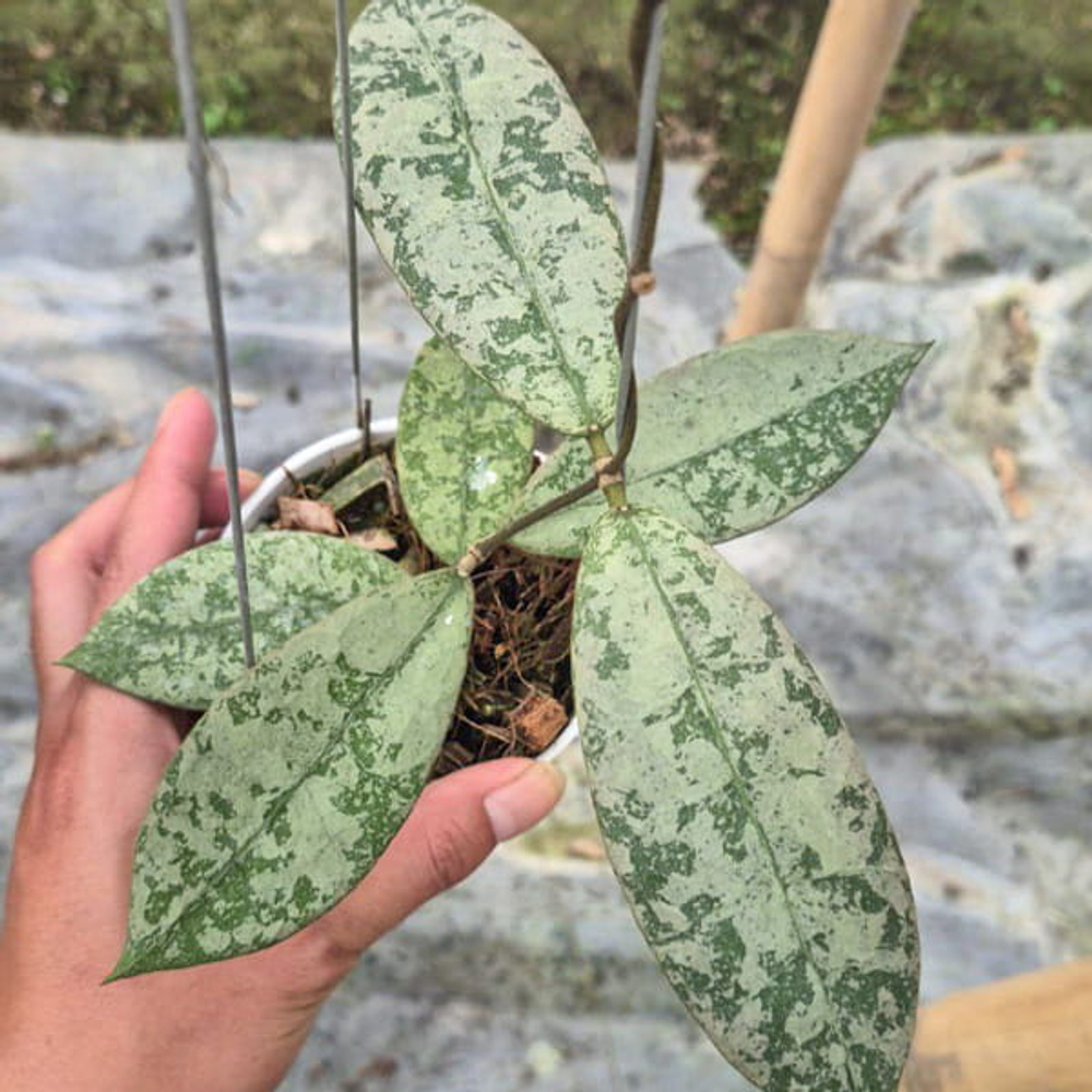 Хойя AFF LAMBII SANGGAU