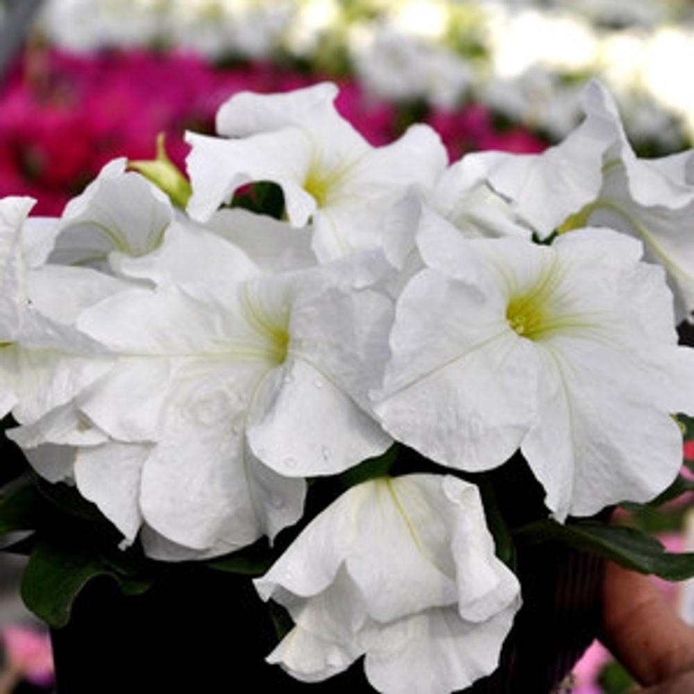 Петуния грандифлора Лимбо Джи Пи Вайт (100др) Витагрин Профи