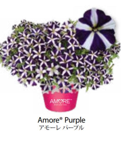 ЕВРО Petunia Amore Purple укорененный черенок ноябрь