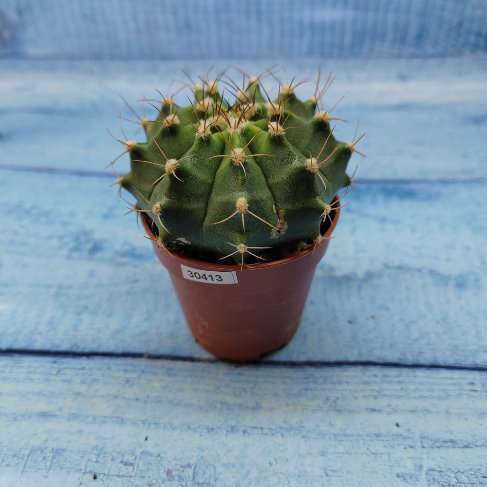 Gymnocalycium Friedrichii (Гимнокалициум)