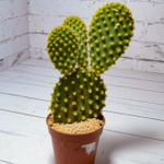 Opuntia Microdasys (Опунция)