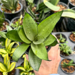 Сансевиерия SEA FOAM