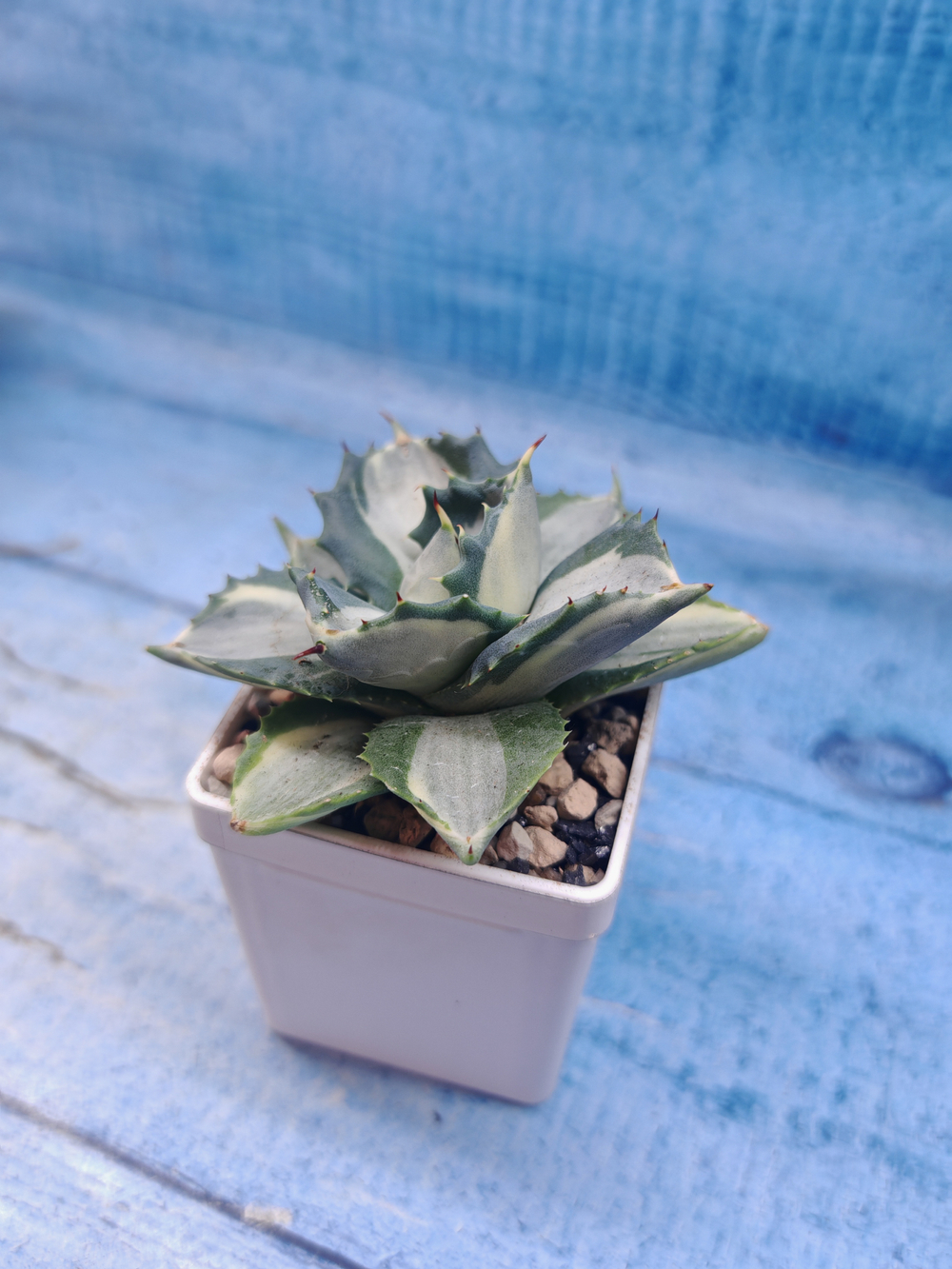 Agave Potatorum Variegata (Агава)