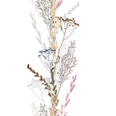 Полевые цветы, гербарий.