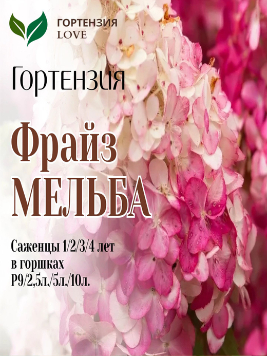 Гортензия метельчатая " Фрайз Мельба" 7,5л