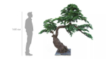 Бонсай с длинной иглой в. 194 см/ ш. 230 см