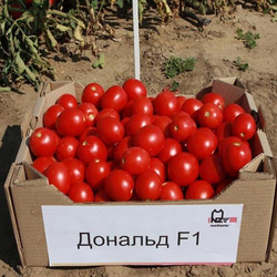 Семена томата Дональд F1, Nunhems, 10 шт.