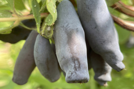 Саженец Жимолости съедобной «Лавина» (Урожай-лавина, Десертный вкус, Крупная)