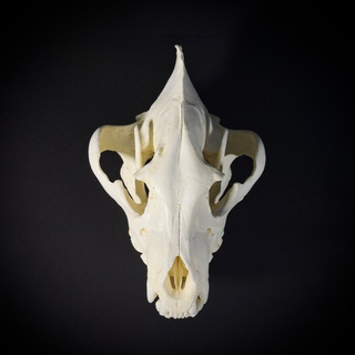 Череп бурой гиены