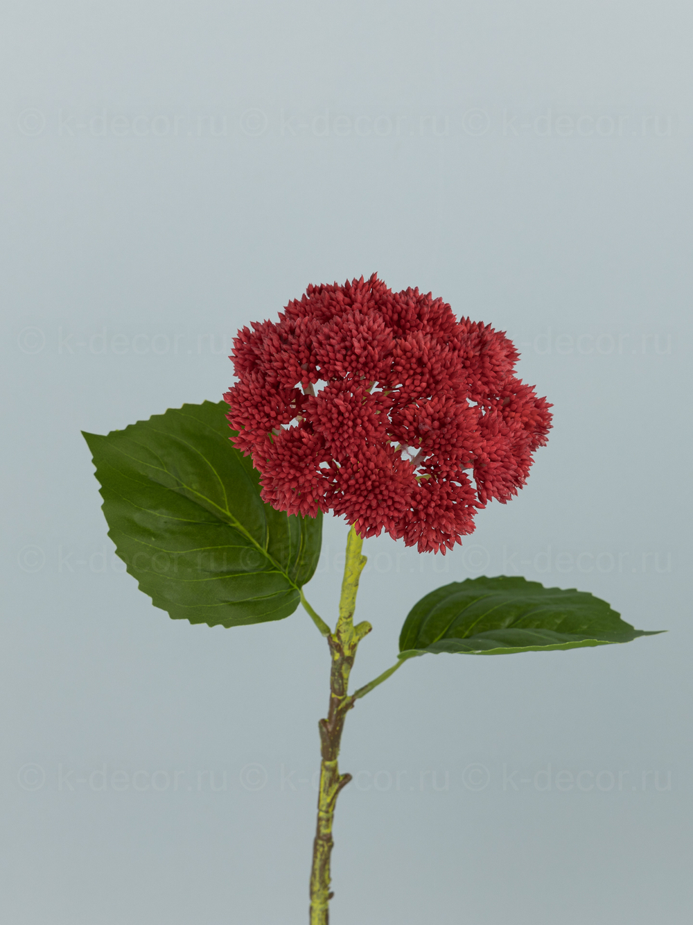 Седум силикон красный