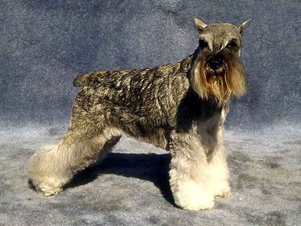Миттельшнауцер (стандартный шнауцер) Миттельшнауцер (стандартный шнауцер)