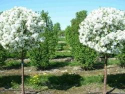 Вишня шаровидная Умбракулифера штамб 120 см Закупка М66 апрель 2026