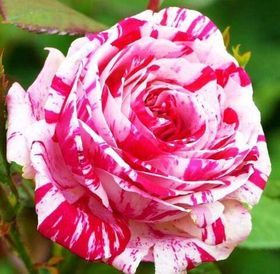 Розы чайно-гибридные