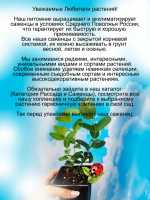 Жимолость Клубничная сенсация Стробери Сенсейшен