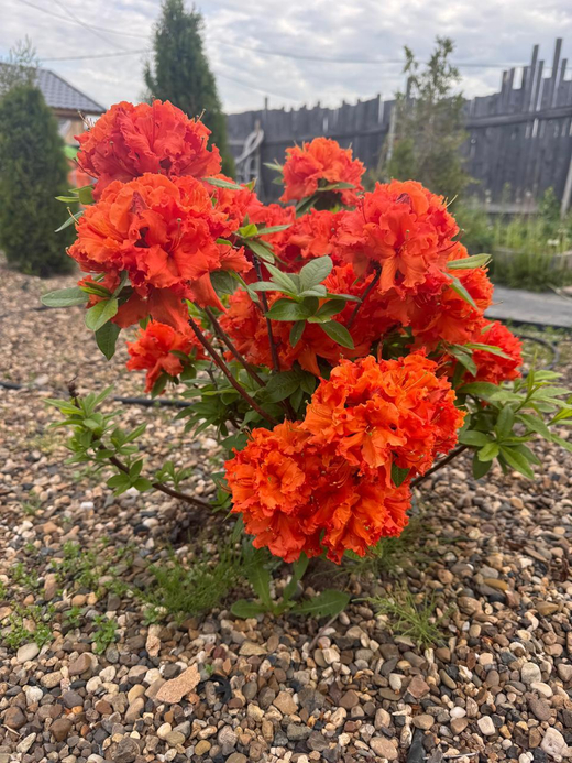 Азалия Гибралтар Закупка М42