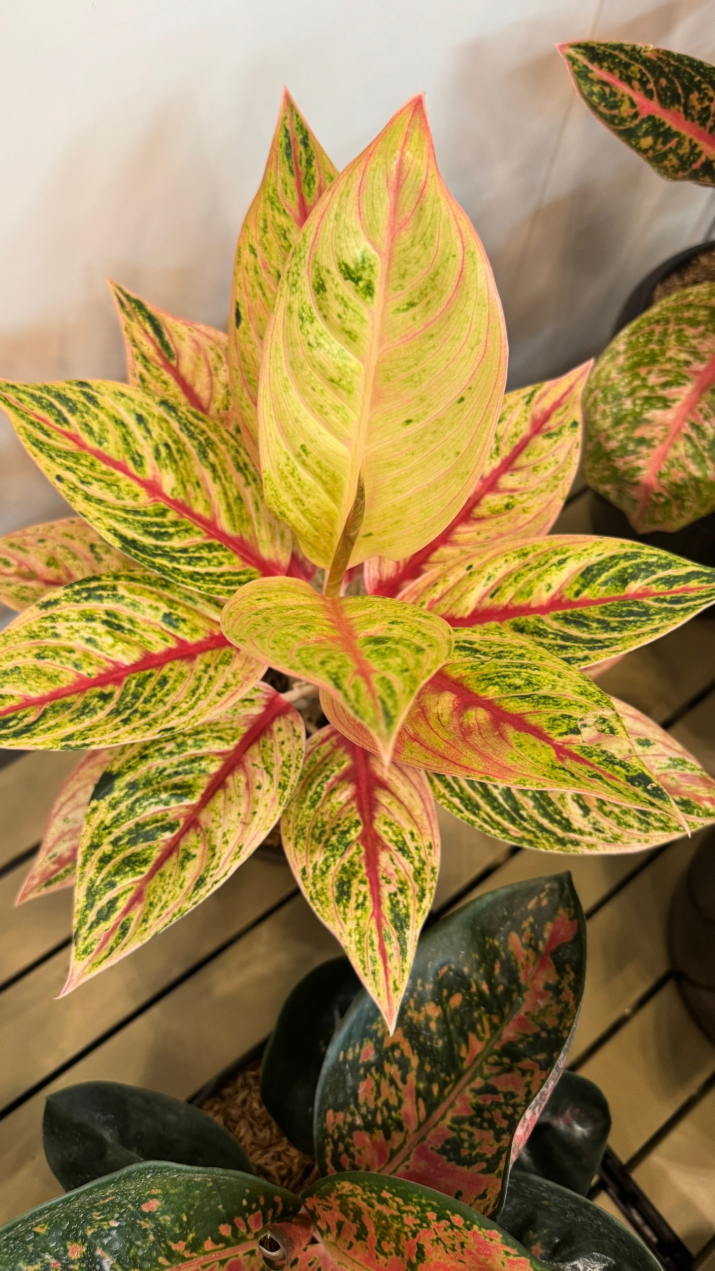 Аглаонемы на выставке FLOII в Джакарте, Индонезия. Октябрь 2025