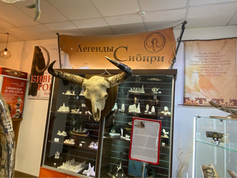 Череп ископаемого бизона