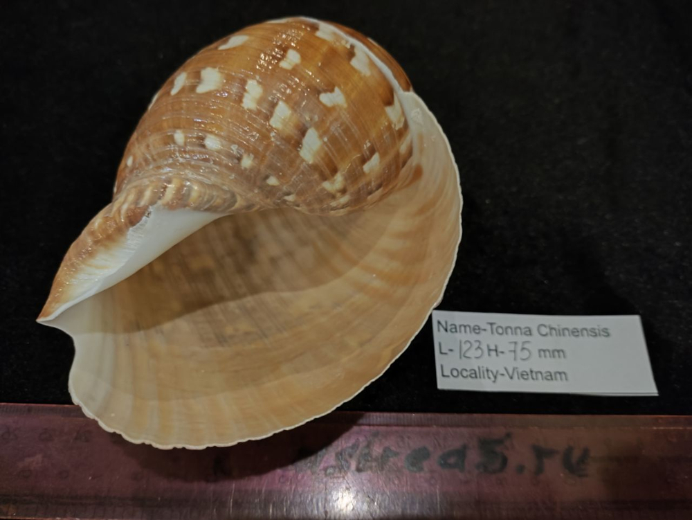 Тонна Хиненсис 85-120мм