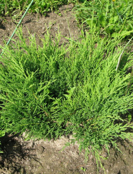 Можжевельник казацкий Сабина Мас (Juniperus sabina Mas) р9 август 2026 г