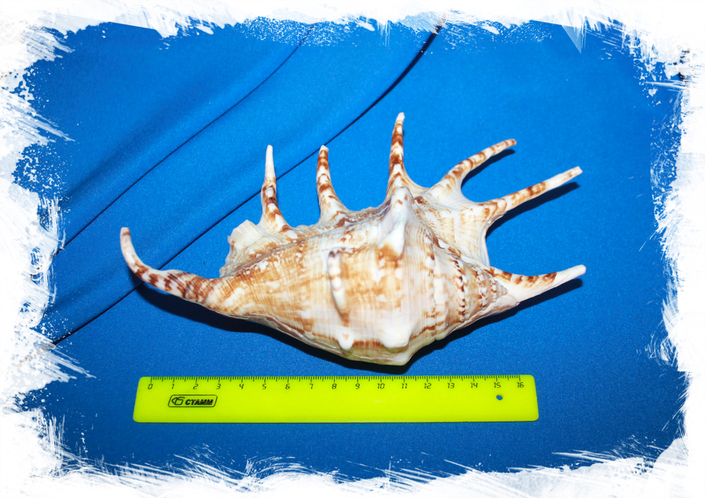 Ламбис-ламбис, 17-21см, 1шт