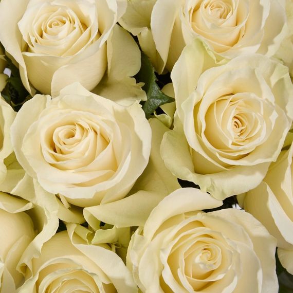 Роза Mondial, плантация Tessa