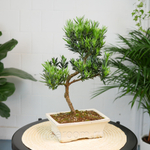 Бонсай Подокарпус 40см