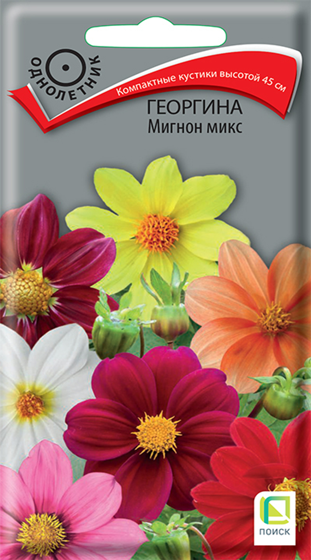 Георгина Мигнон микс