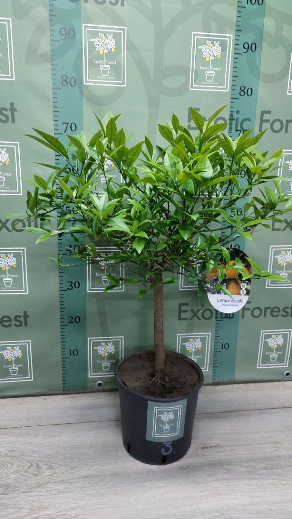 Lemonquat