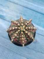 Gymnocalycium T-Rex Pink hybride (Гимнокалициум T-rex)